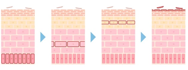 肌のターンオーバーの流れ