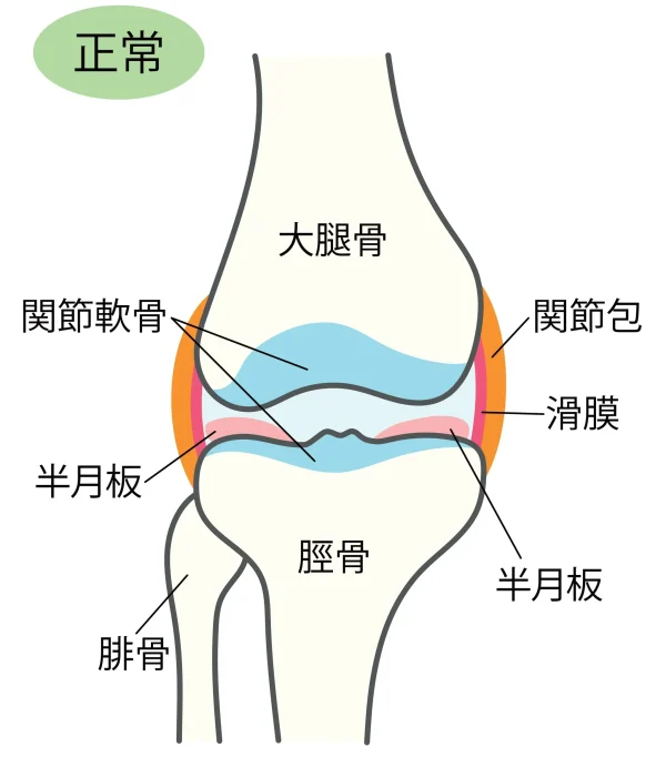 膝関節